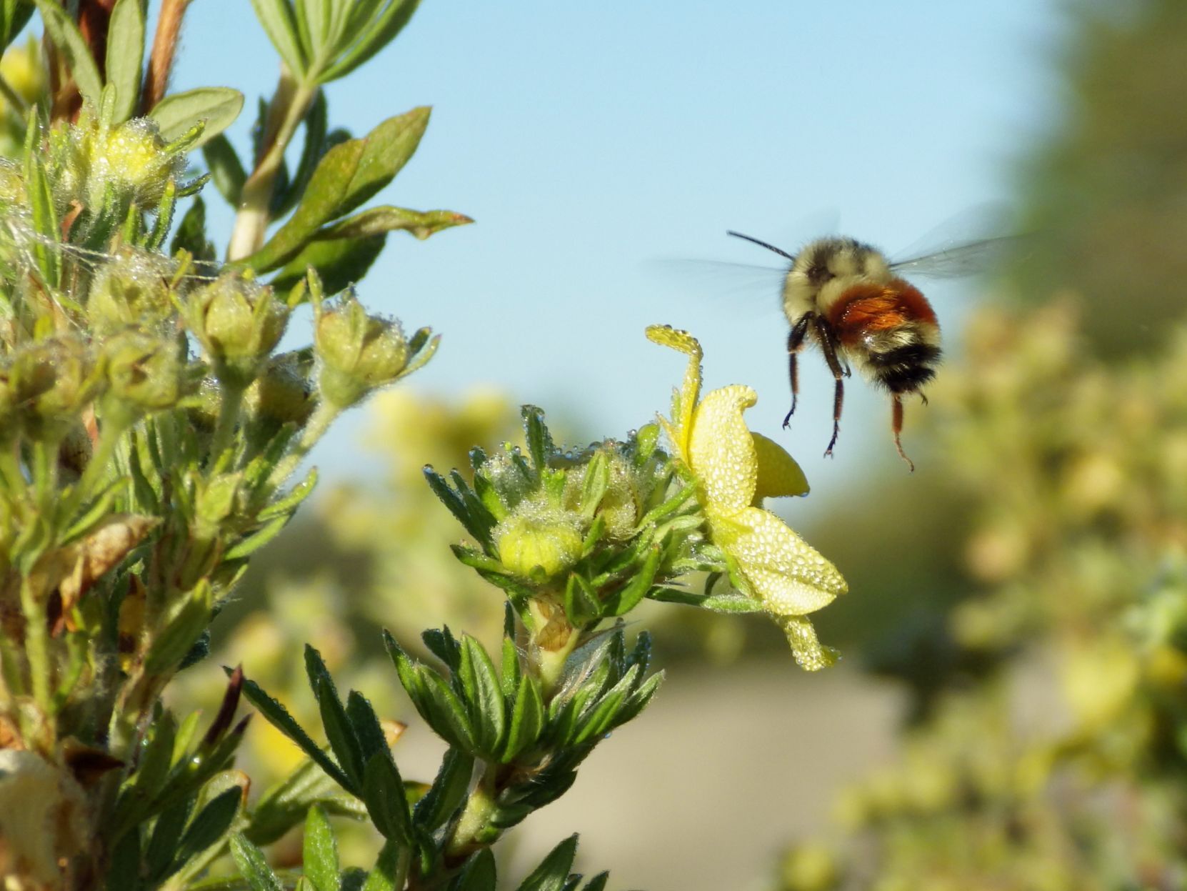 Buzzing bee